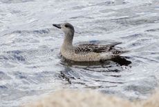 Pfeifente (2 von 3).jpg